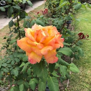 Meet your Posher, Evangeline